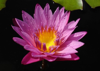 Nymphaea 'Patricia'