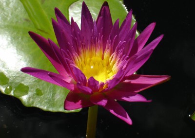 Nymphaea ‘Pele’s Fire’