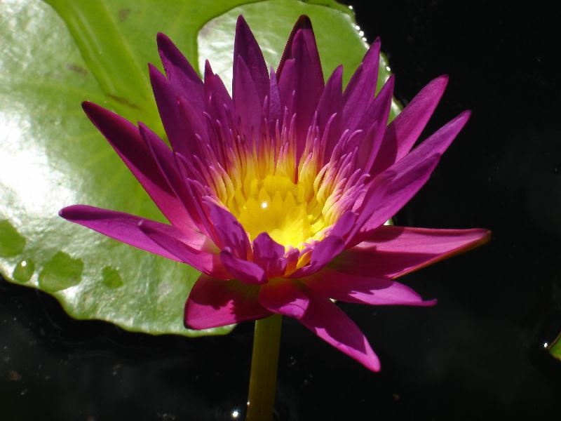 Nymphaea ‘Pele’s Fire’