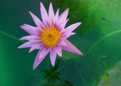 Nymphaea 'Pink Star' (syn. Nymphaea 'Stella Gurney')