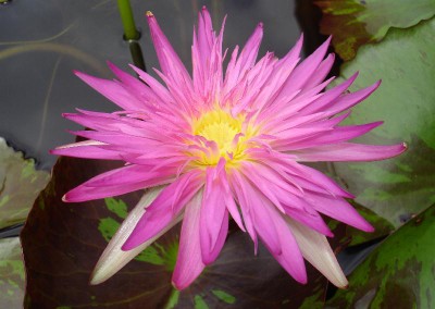 Nymphaea 'Pink Flamingo'