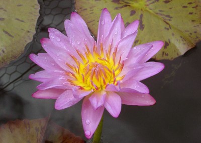 Nymphaea ‘Pink Lace’