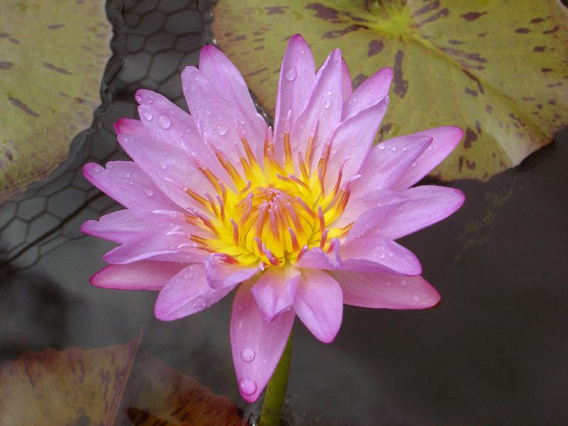 Nymphaea ‘Pink Lace’