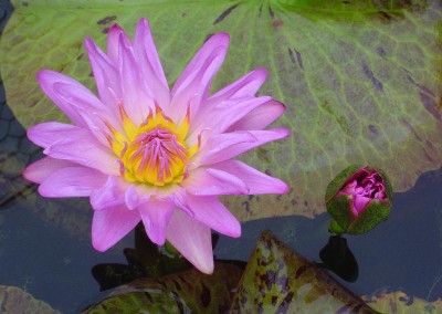 Nymphaea 'Pink Lace'