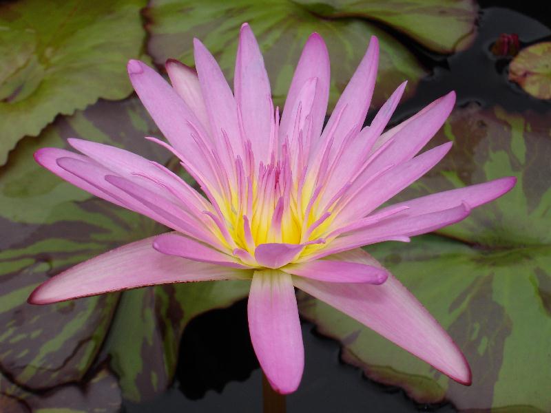 Nymphaea ‘Pink Leopardess’