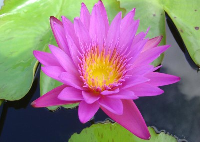 Nymphaea 'Praow' also spelled as Nymphaea 'Praw'