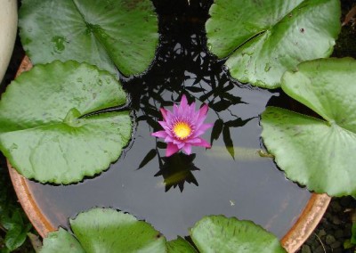 Nymphaea 'Praow' also spelled as Nymphaea 'Praw'