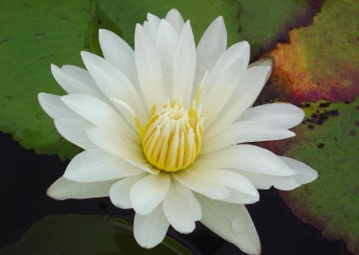 Nymphaea 'Purity'