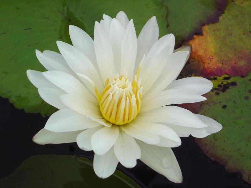 Nymphaea ‘Purity’
