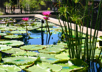 Nymphaea 'Queen Jill'