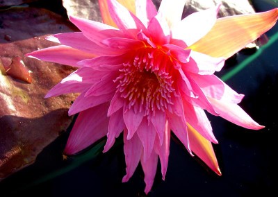 Nymphaea 'Rhapsody in Rose'