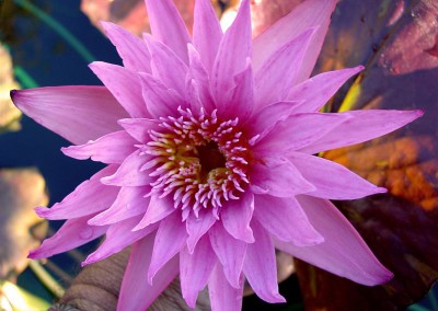 Nymphaea ‘Rhapsody in Rose’