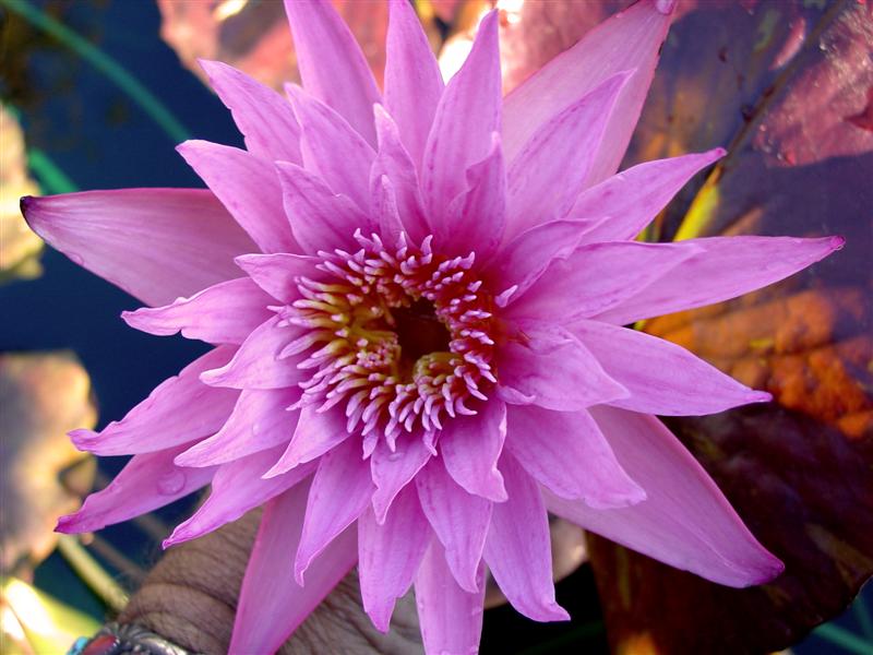 Nymphaea ‘Rhapsody in Rose’