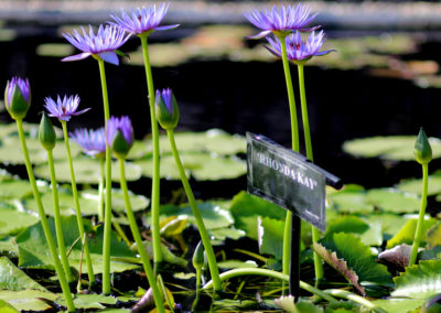 Nymphaea ‘Rhonda Kay’