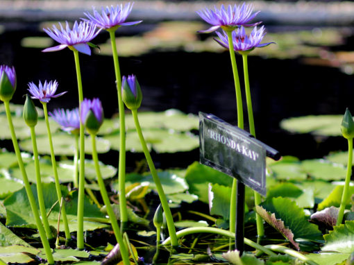 Nymphaea ‘Rhonda Kay’