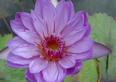 Nymphaea 'Ron G. Landon'