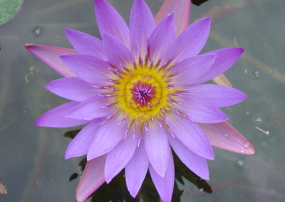 Nymphaea 'Royal Purple'