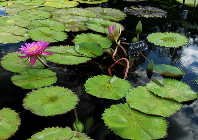 Nymphaea 'Royal Red'