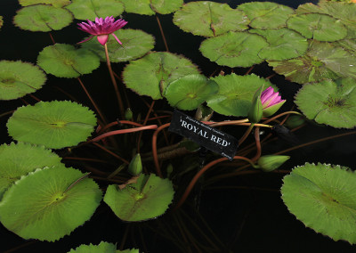 Nymphaea 'Royal Red'