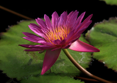 Nymphaea 'Royal Red'