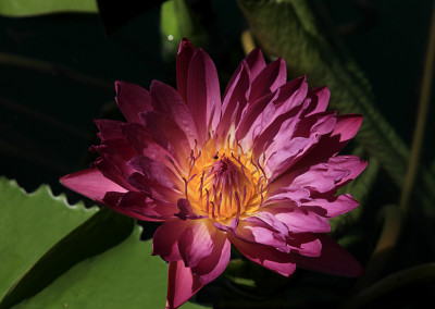Nymphaea 'Royal Red'