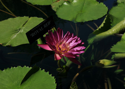 Nymphaea 'Royal Red'