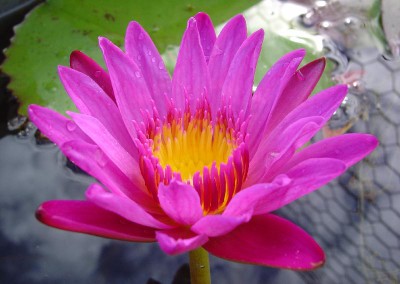 Nymphaea 'Royal Red'