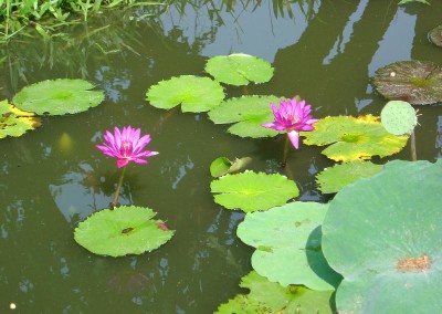 Nymphaea 'Royal Red'