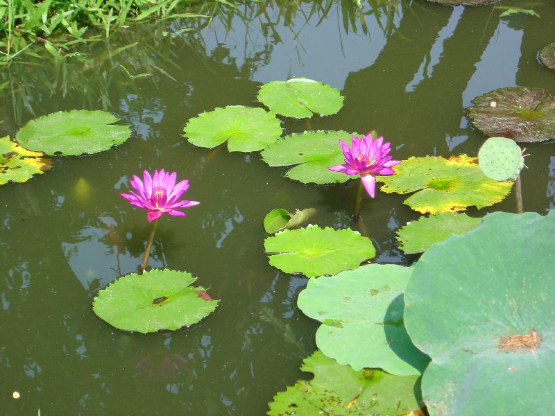 Nymphaea ‘Royal Red’