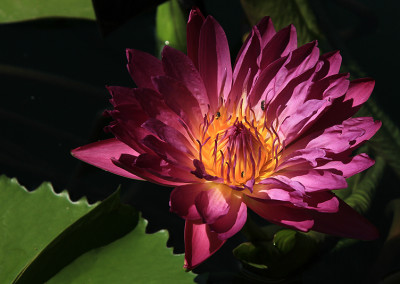 Nymphaea 'Royal Red'