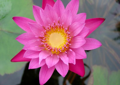 Nymphaea 'Ruby'