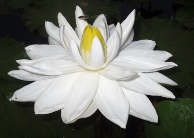 Nymphaea 'Missouri'