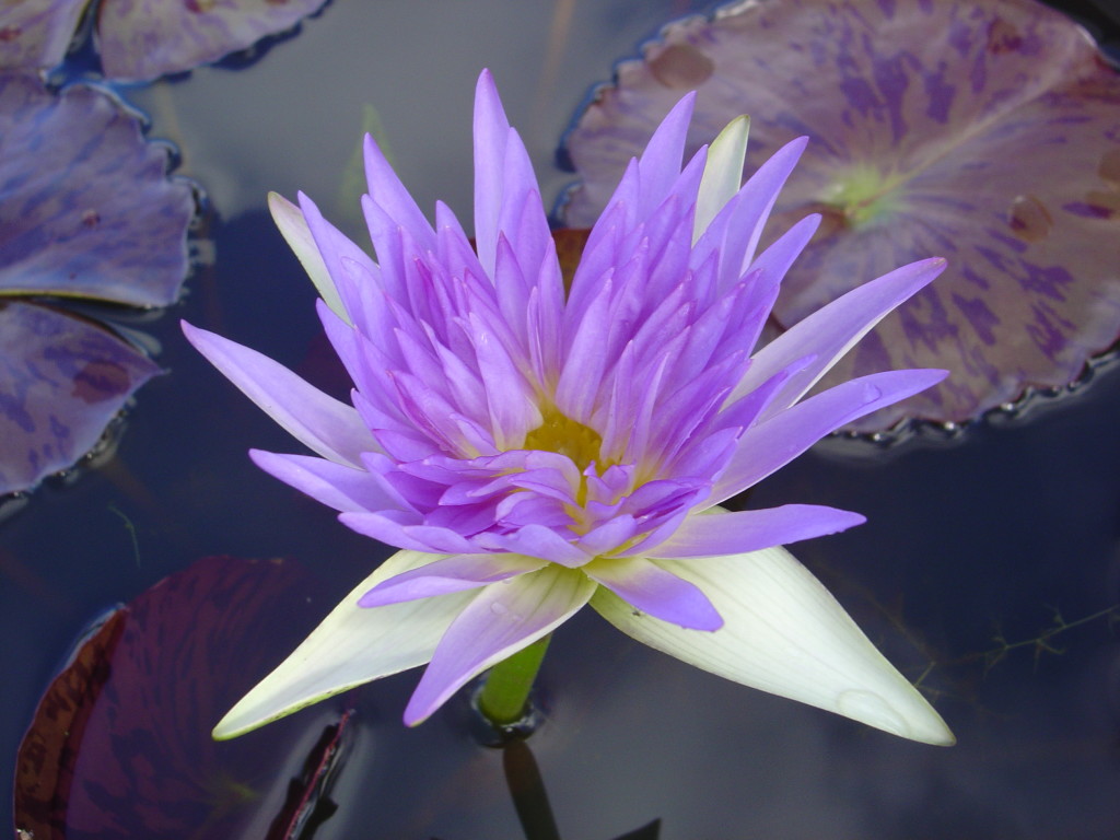 Nymphaea ‘Sandra Lynn’