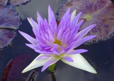 Nymphaea ‘Sandra Lynn’