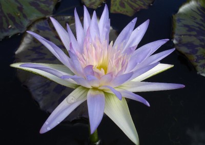 Nymphaea 'Sandra Lynn'