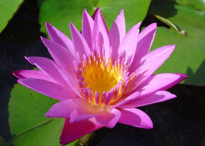 Nymphaea ‘Shirley Bryne’