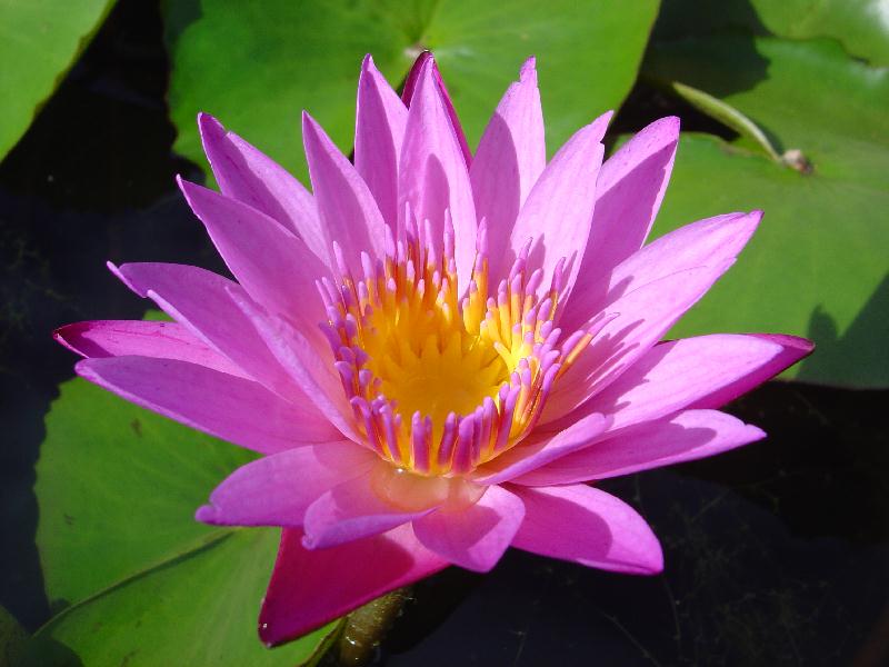 Nymphaea ‘Shirley Bryne’