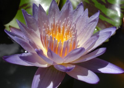Nymphaea 'Southern Charm'