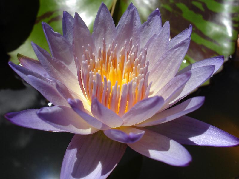 Nymphaea ‘Southern Charm’