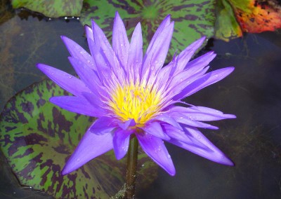 Nymphaea 'Star of Zanzibar'