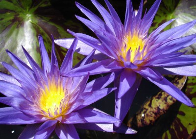 Nymphaea ‘Star of Zanzibar’