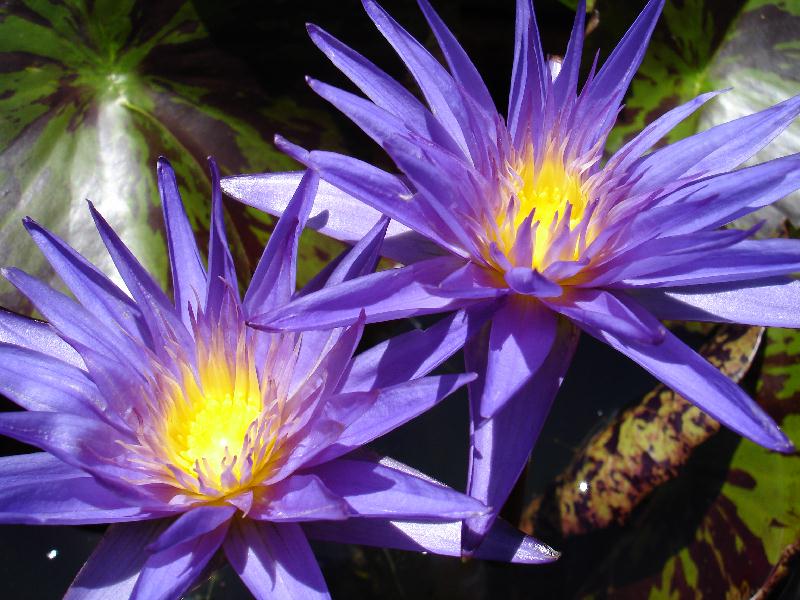 Nymphaea ‘Star of Zanzibar’