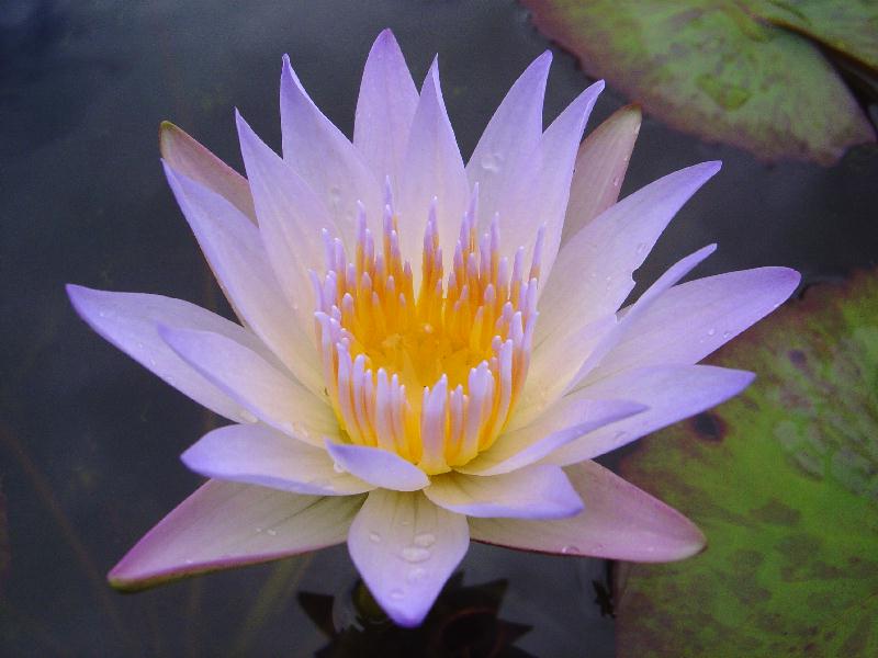 Nymphaea ‘Suwannee Mist’