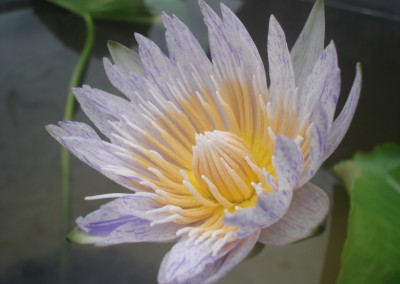 Nymphaea 'Suwanna'