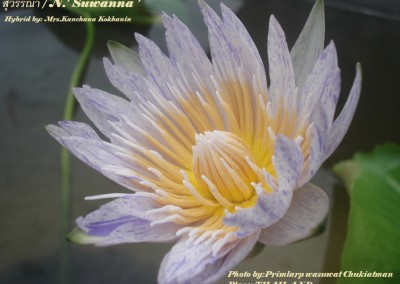 Nymphaea 'Suwanna'