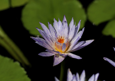 Nymphaea 'Suwanna'