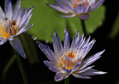 Nymphaea 'Suwanna'