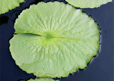 Nymphaea 'Suwanna'