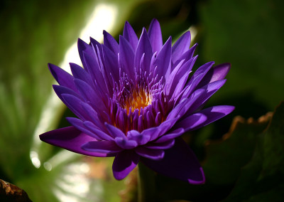 Nymphaea 'Tanzanite'