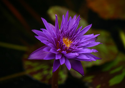 Nymphaea 'Tanzanite'